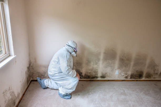 Best Biohazard Mold Removal  in Franklinville, NJ